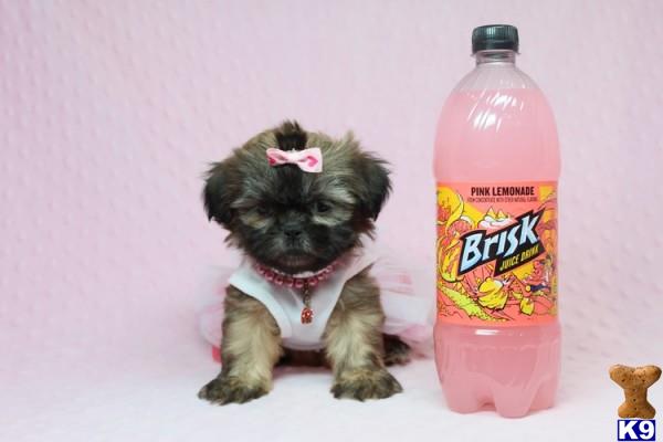 lvpuppyheaven Picture 2